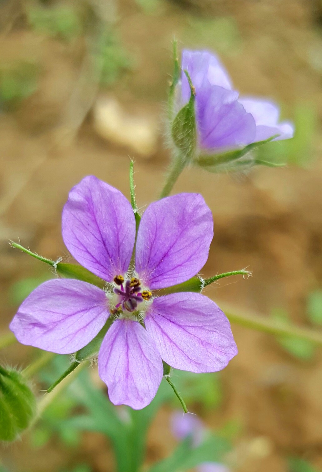 植物百科四十八牻牛儿苗