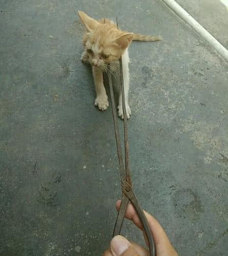 小橘猫不听话乱跑,主人拿火钳夹猫咪的脖子,网友:下手太狠了