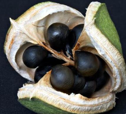 这果你认识吗花期长降压降脂树制家具果仁还能造柴油