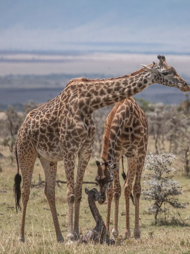 实拍长颈鹿野外分娩全过程网友母爱太伟大了