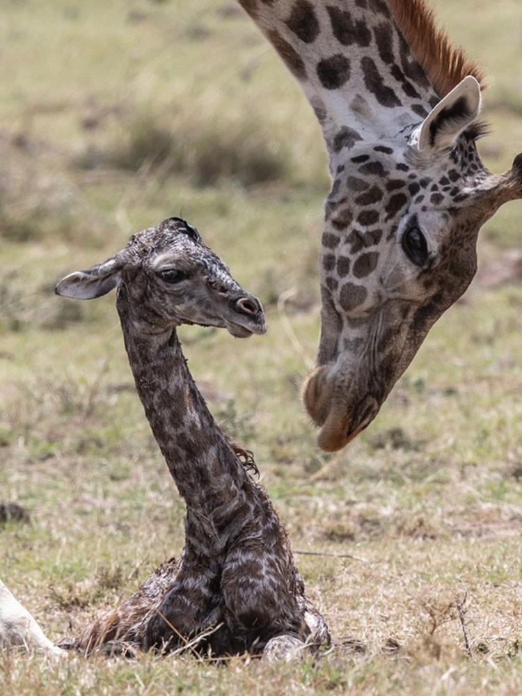 来自英国伦敦的一对父子在肯尼亚旅行时抓拍到一只长颈鹿在野外分娩的