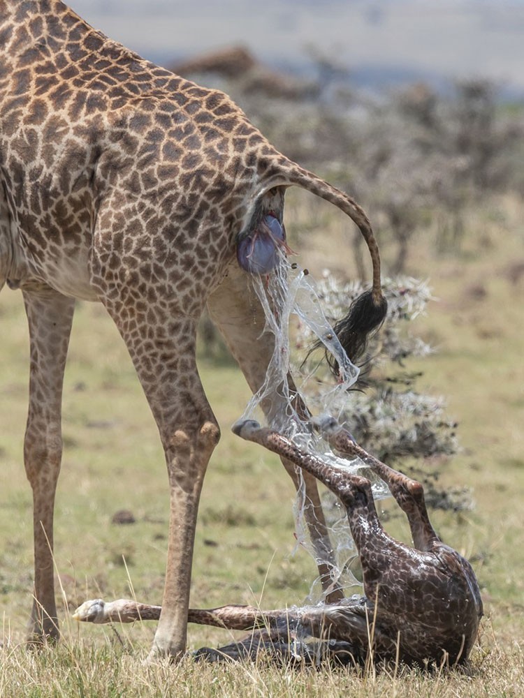 伦敦的一对父子在肯尼亚旅行时抓拍到一只长颈鹿在野外分娩的震撼画面