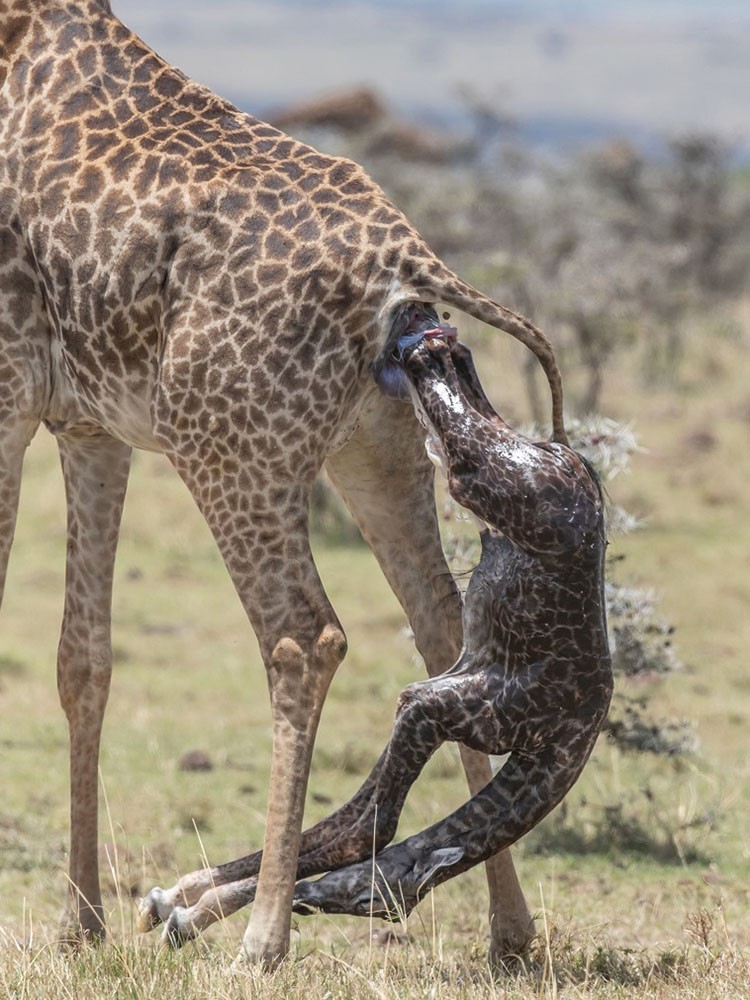 伦敦的一对父子在肯尼亚旅行时抓拍到一只长颈鹿在野外分娩的震撼画面
