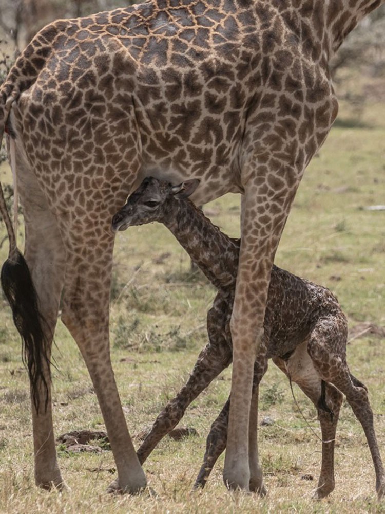 实拍长颈鹿野外分娩全过程网友母爱太伟大了