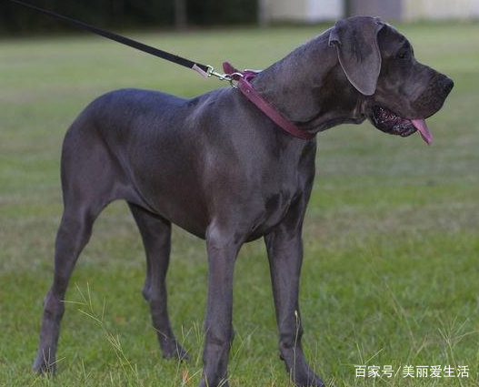 5种寿命最短的狗希望没有你家的狗子想长久做伴就不要养它们