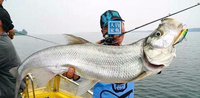 水下暗岛钓鱼,野钓翘嘴鱼的经验教学,钓获一条40斤的巨型翘嘴鱼