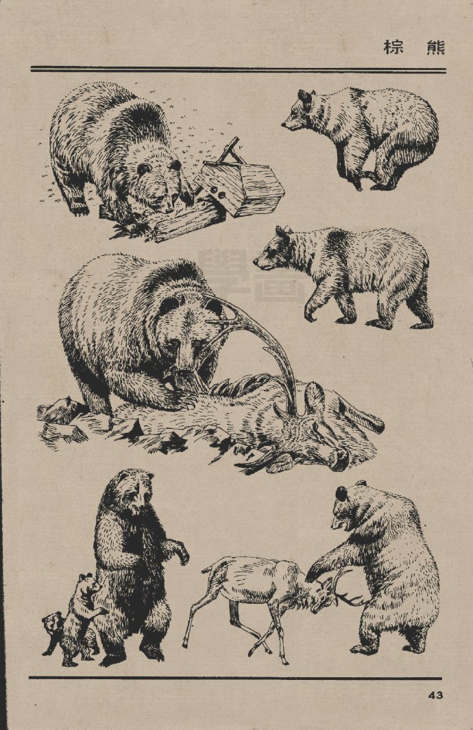 《鬣狼》《赤狐》《非洲猎狗》《郊狼》《棕熊》《美国黑熊》《白熊》