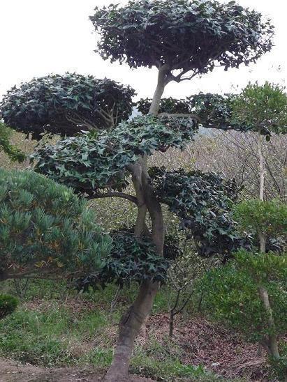 山坡上或者是在灌木丛会经常看到它的身影特别是有一种是浑身长齿的树