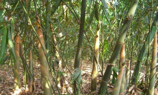 舌尖上的爽甜!被誉为平洲林岳的"镇村之宝"——吊丝丹竹笋!