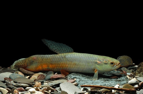 七彩牙鱼是牙鱼里面最好看的鱼但是它不如橙腹凶悍