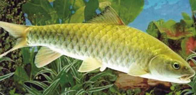 云南神鱼会嗑瓜子而且只吃瓜子, 鱼类学家揭露真相