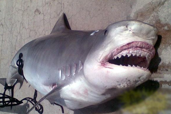 男子误入鲨鱼腹中,伸出右手持刀砍伤鲨鱼,旁人看傻了眼!