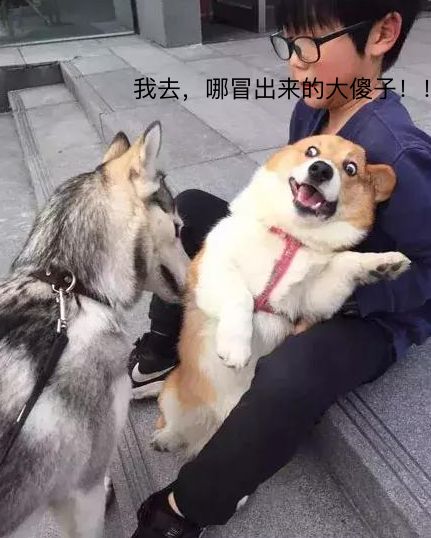 当哈士奇遇到柯基.表情包中的两位"影帝"谁能赢?