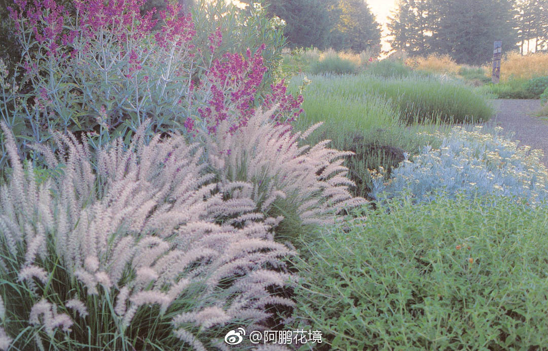 观赏草在花境中的应用，不可或缺|观赏草|花境_新浪新闻