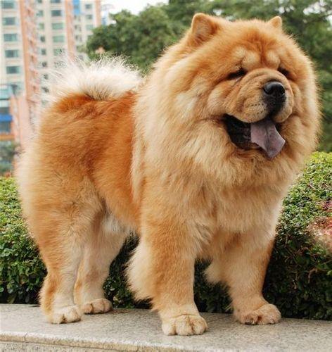 中国10大最值得养的本土犬,中华田园犬榜首,你最喜欢哪个?