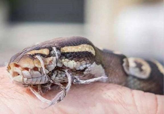 非洲男人把一条蛇带去诊所,仔细看它的嘴被缝上了