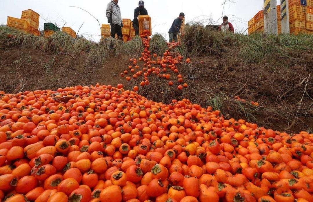 巴基斯坦水果滞销,中国大方出手,国内水果卖不出去却没人管?