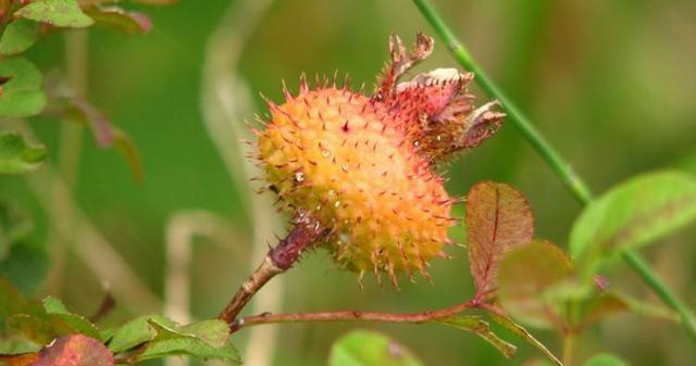 c,所以还被称为"维c之王"在南方的山里有一种浑身带刺的稀有野果,当地