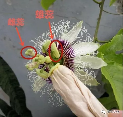 20元一斤的百香果1粒种子就能种果子多的吃不完