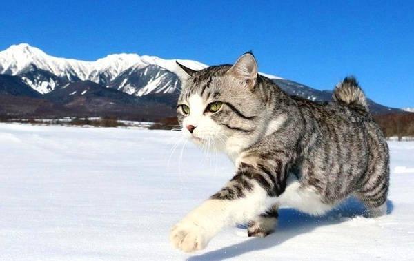 作为一只社会猫咪,走路的姿势就是很豪迈,真是霸气十足