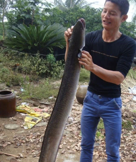 男子钓到了一条"巨型黄鳝",网友:放下别动,让我来!|黄鳝|鳗鱼|怪鱼_新
