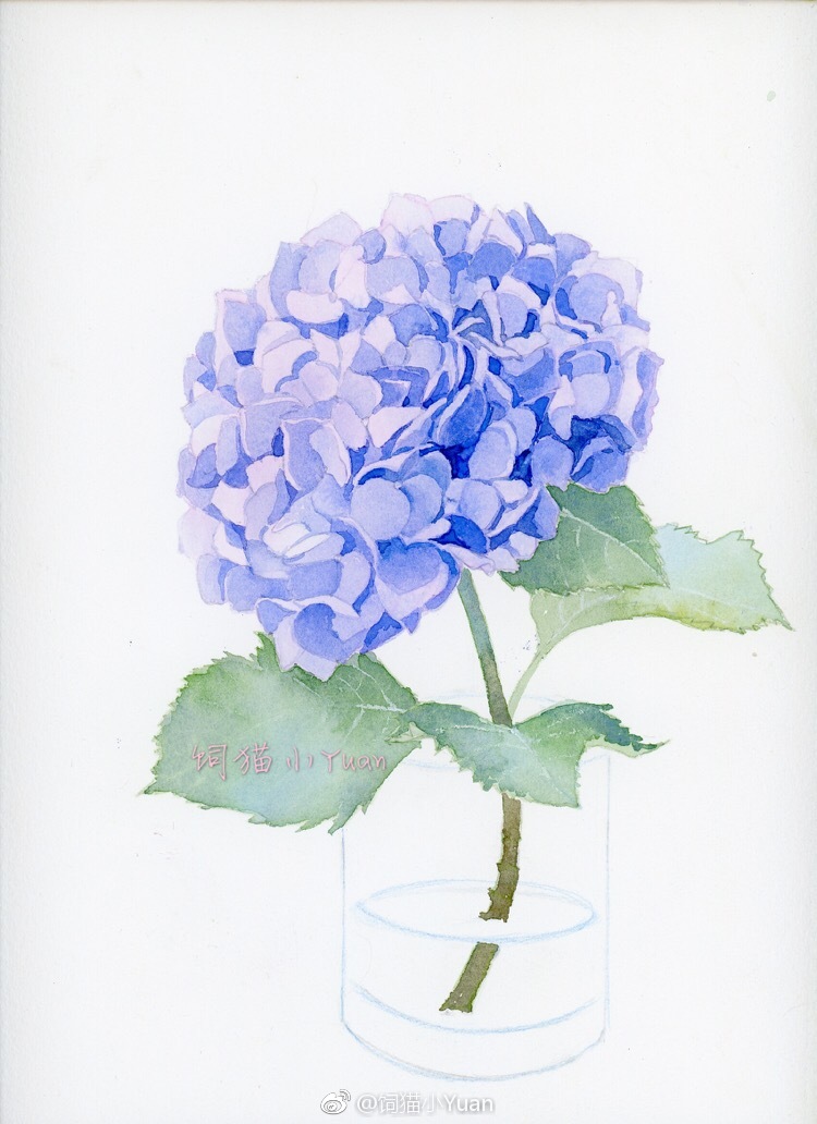剪一支无尽夏插在花瓶中无尽夏的水彩过程67投稿饲猫小yuan