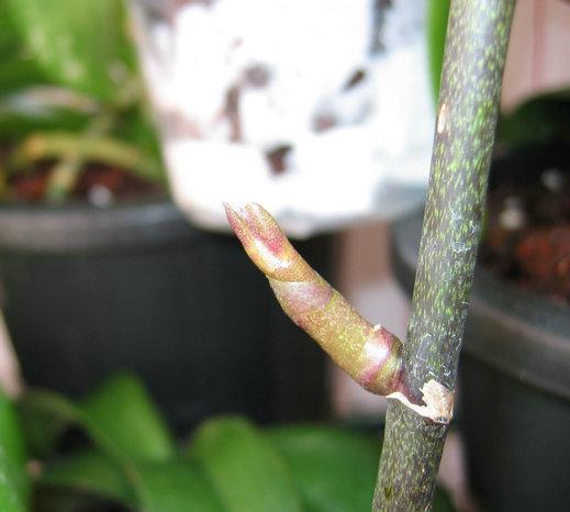 蝴蝶兰开花后怎么养看这里介绍|蝴蝶兰|花茎|花箭_新浪新闻