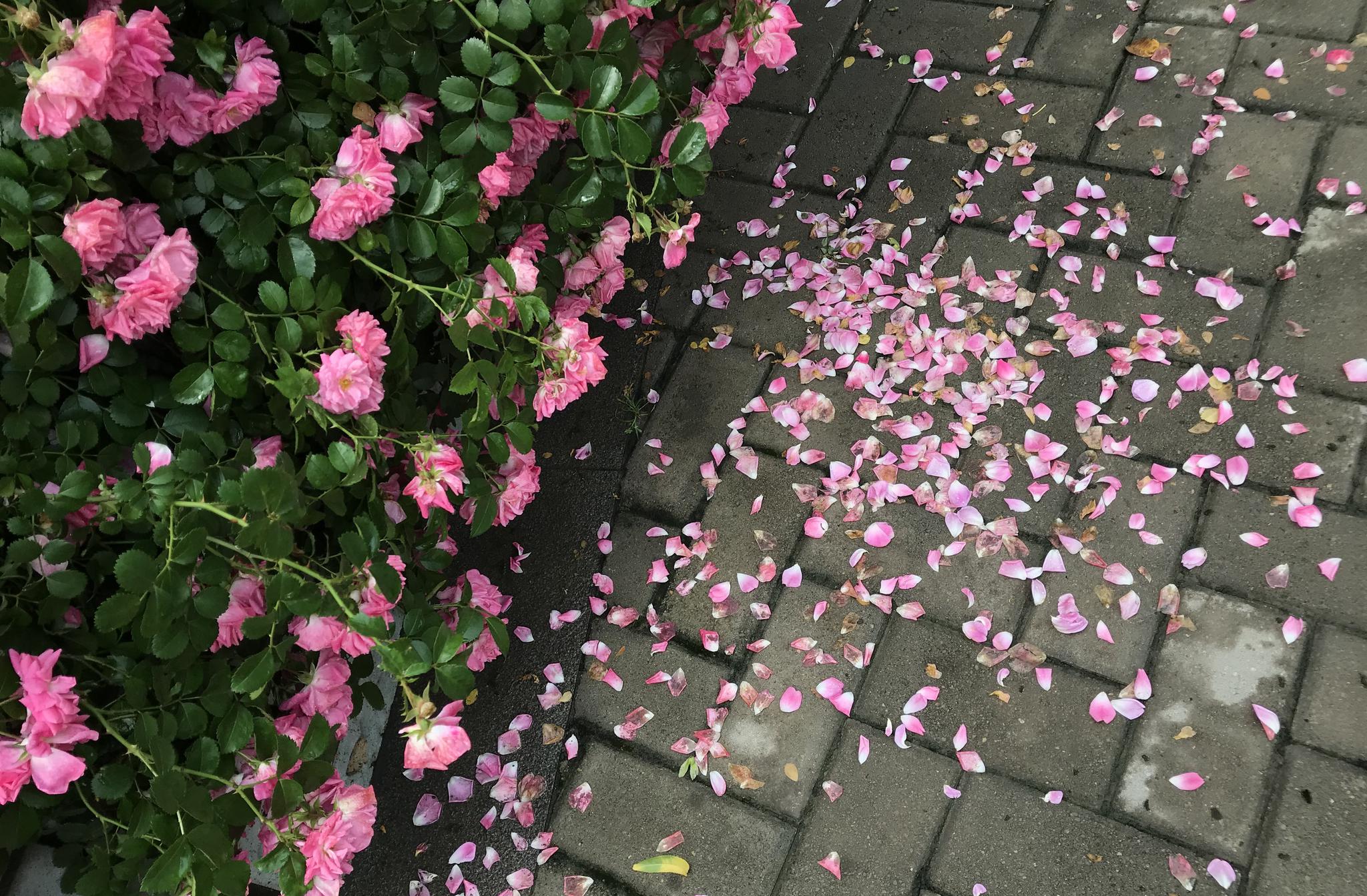 雨后蔷薇 花落满地