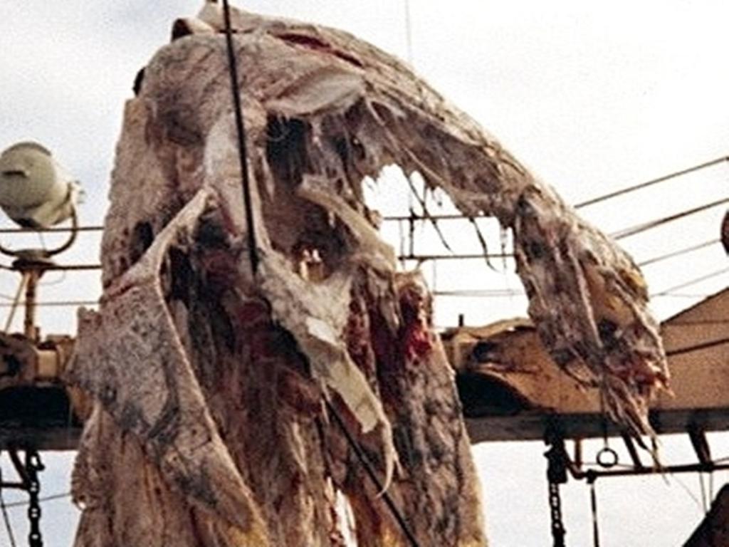 5米长的颈,4片红色的大鳍和一条2米长的尾部,怪物周身未见有