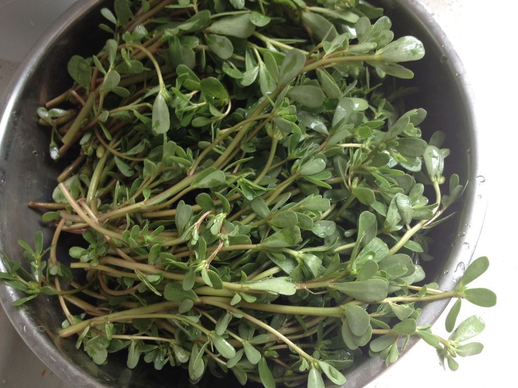 这种草农村到处是,城里人当宝贝,既能当菜吃又能治病|马齿笕|宝贝