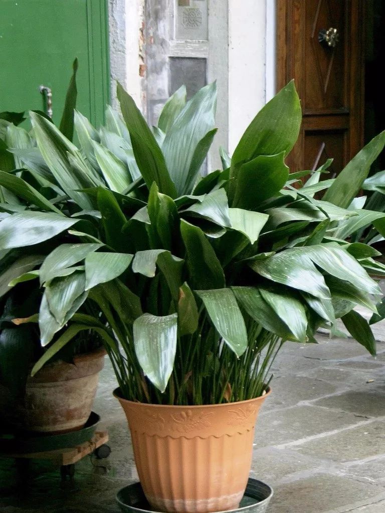 合果芋橡皮树红豆杉茶花棕竹巴西木富贵竹金钱树金边龙血树1散尾葵