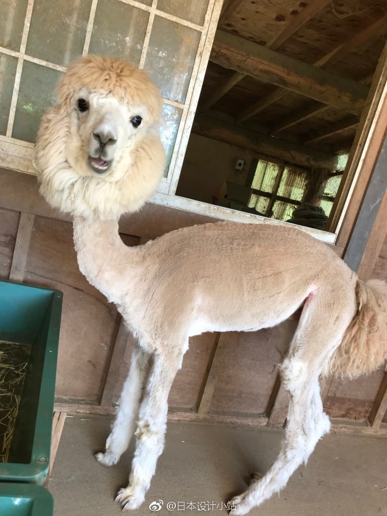 天气热啦,日本动物园的神兽羊驼们纷纷走上剃毛之路