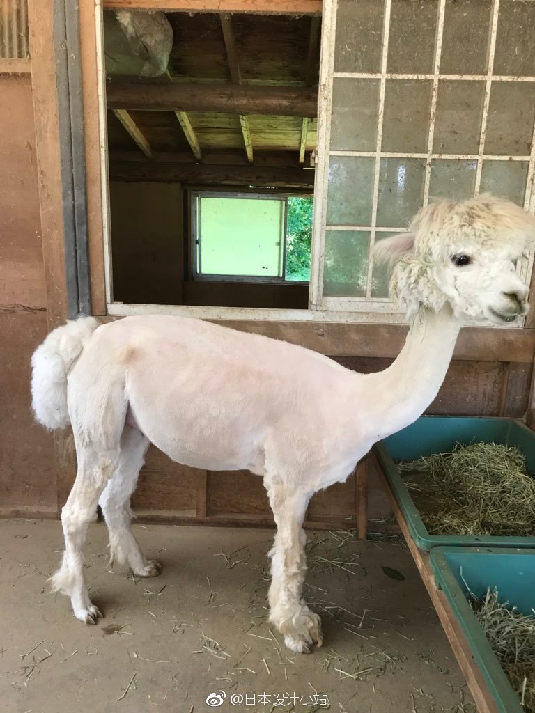 天气热啦,日本动物园的神兽羊驼们纷纷走上剃毛之路