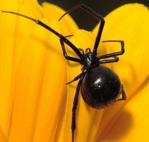 地球上5大最致命的毒蜘蛛黑寡妇仅第四第一被吉尼斯记录认可