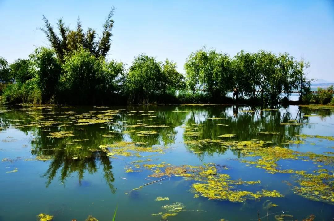 滇池|柏拉图|湿地公园_新浪新闻