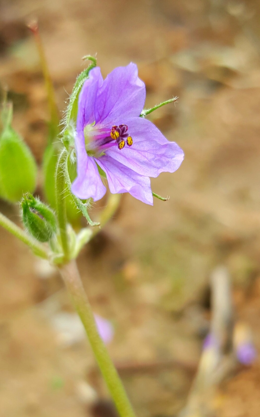 植物百科四十八牻牛儿苗