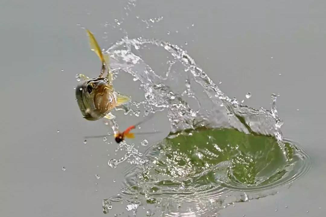 飞鱼捕食|摄影师白鸿兴抓拍作品欣赏