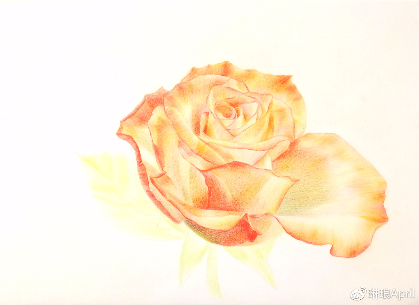 13】彩铅橘色玫瑰花|玫瑰花|花瓣|笔顺_新浪新闻