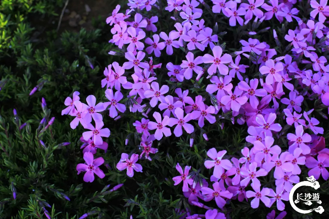 惊艳长沙错过了早樱长沙这座公园数百亩紫色樱花已盛开