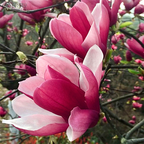 玉兰花树苗 红玉兰 南方北方庭院紫藤花很经典,花朵相当漂亮.