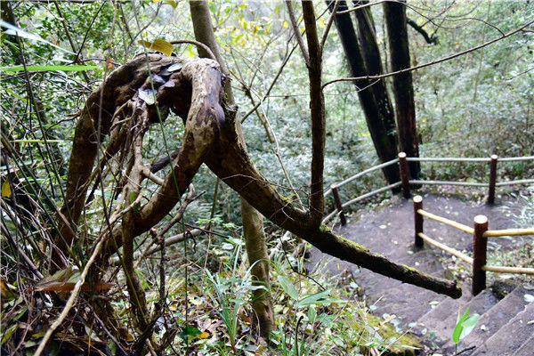 大千世界无奇不有广东金子山一株倒卧的树竟然长出龙的样子