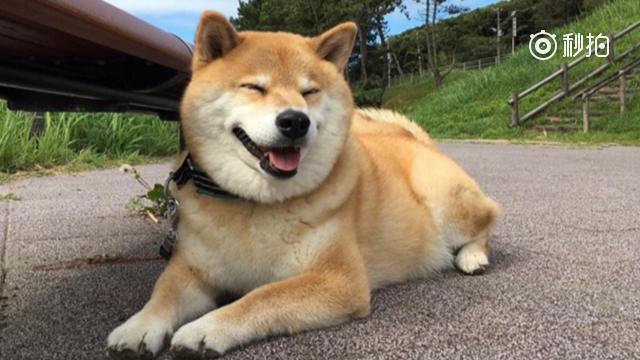 柴犬对一只土里的生物感兴趣,它的神情堪比我们看见美女!