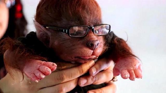 全球最逼真的狼人婴儿,市场价8600元人民币求购,你想拥有吗