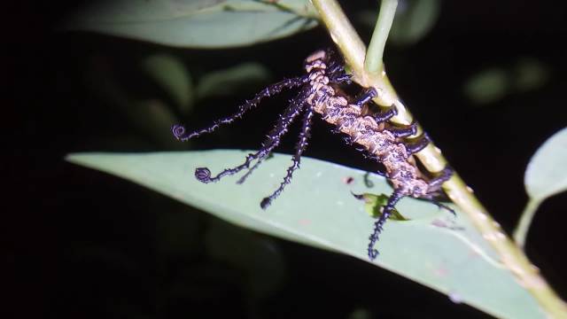 紫光箩纹蛾幼虫图片