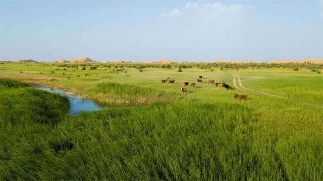 中国变化最大的沙漠引入黄河之水如今已被绿化了13