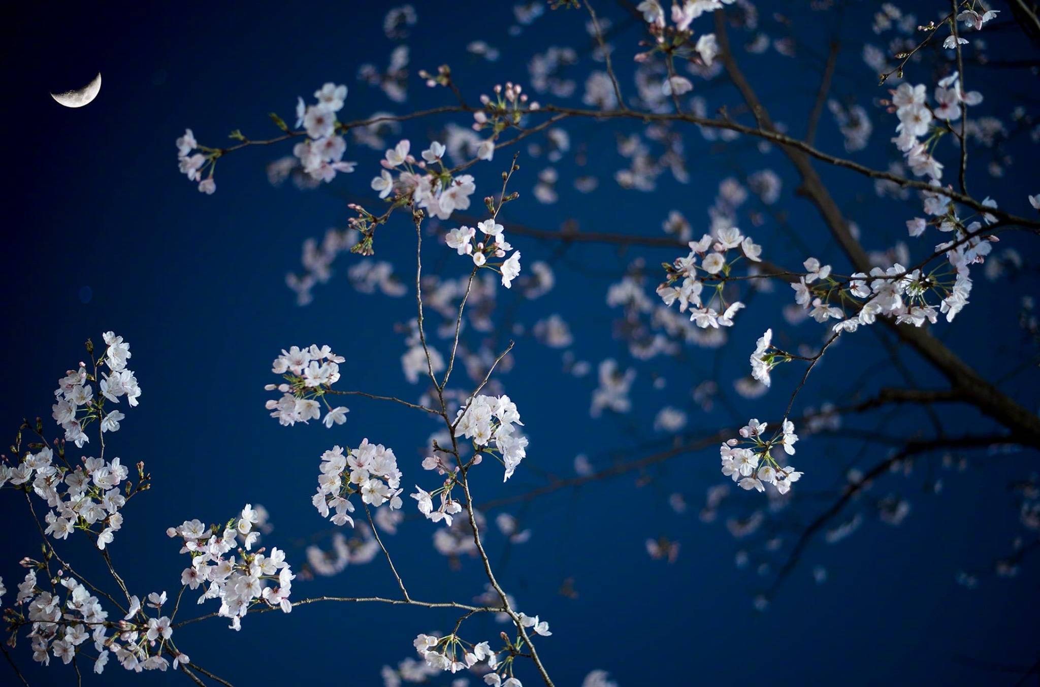 春色恼人眠不得,月移花影上栏干。|花影|春色_新浪新闻