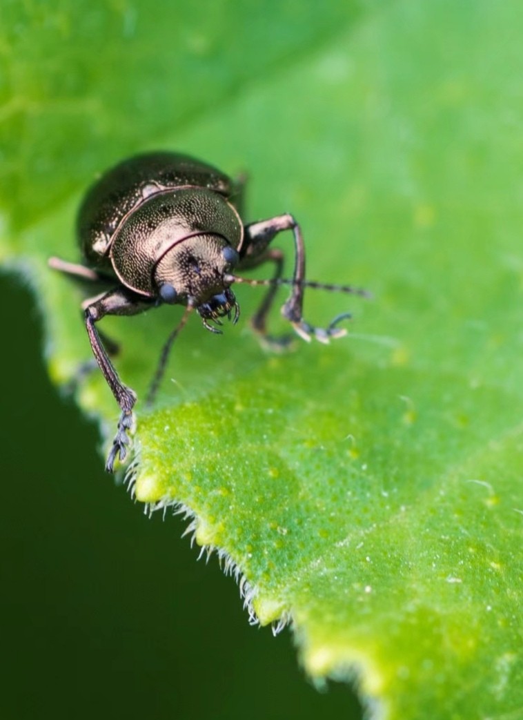 昆虫世界——柳圆叶甲【原创摄影】