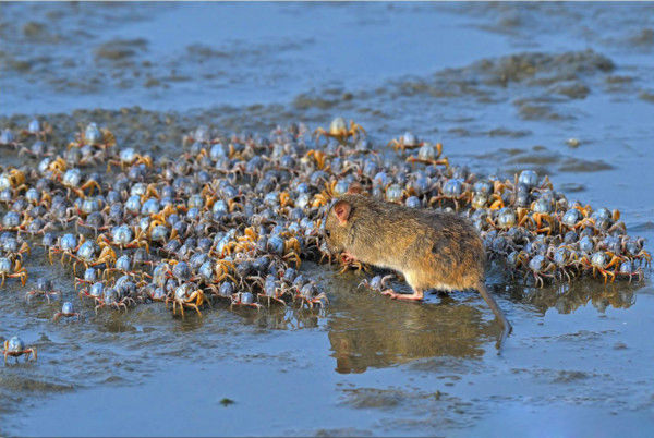 岛上的小老鼠,独享海鲜大餐,吃不完还收藏