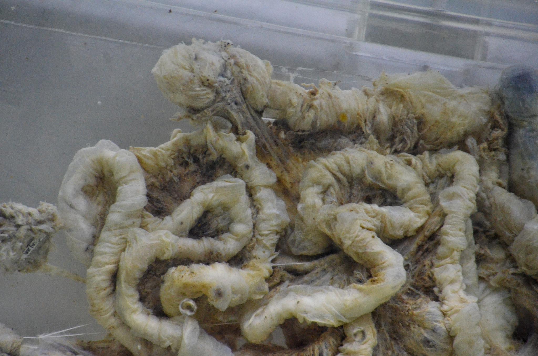 荆州博物馆藏凤凰山168号汉墓男尸