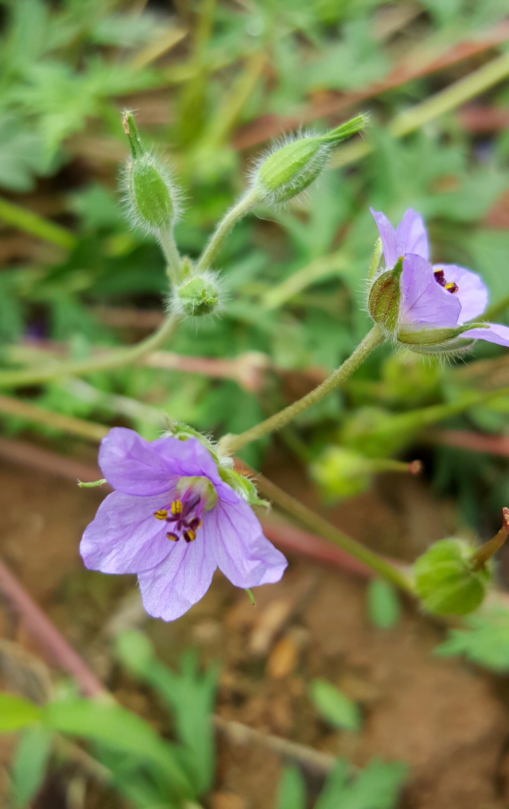 植物百科四十八牻牛儿苗